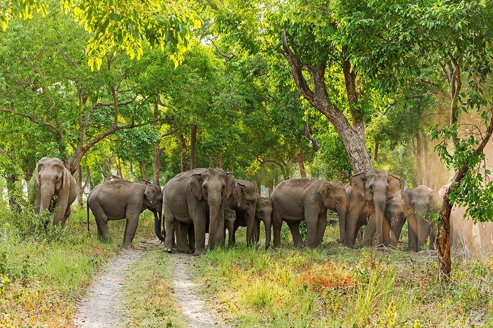 Herd of Asian Elephants in the Sal Forest Corbett National Park-India art print by Jagdeep Rajput for $57.95 CAD